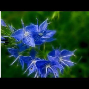 Meet your Posher, Marcia